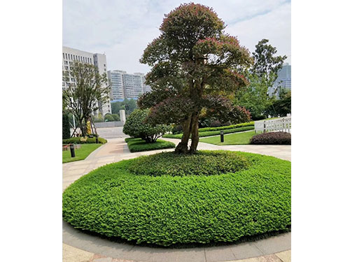 園林景觀設(shè)計(jì)