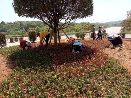 園林綠化工程施工，園林綠化養護，別墅庭院綠化